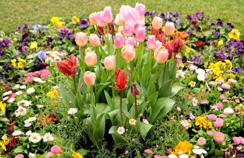 Квітник з тюльпанами Квітник з тюльпанами