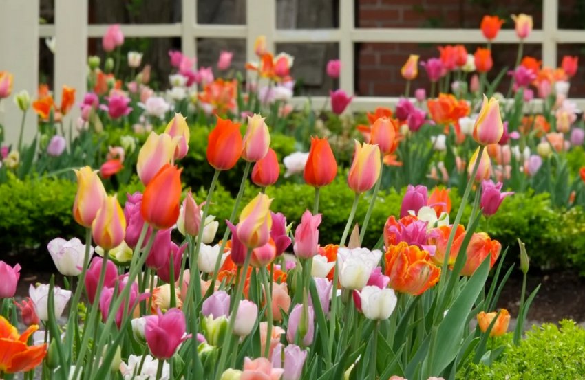 Махрові тюльпани Махрові тюльпани