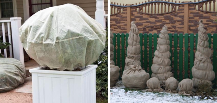 Укриття туї на зиму Укриття туї на зиму