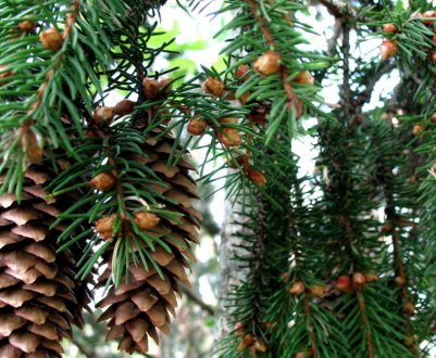 Вирощування їли з насіння шишки