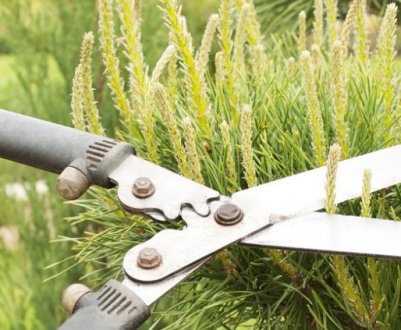 Як сформувати крону сосни звичайної