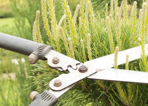 Як сформувати крону сосни звичайної