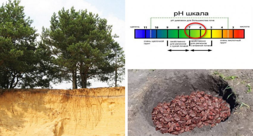 Вимоги до грунті