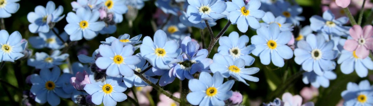 Опис незабудки альпійської