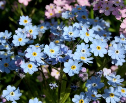 Опис незабудки альпійської