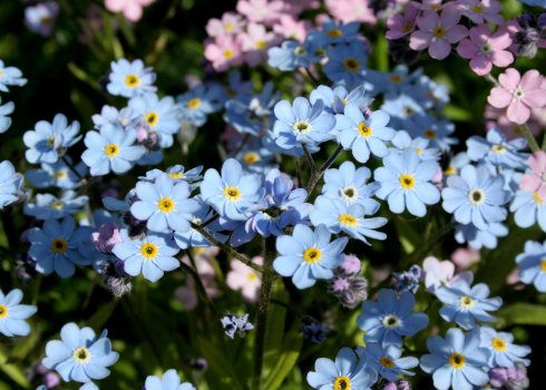 Описание незабудки альпийской