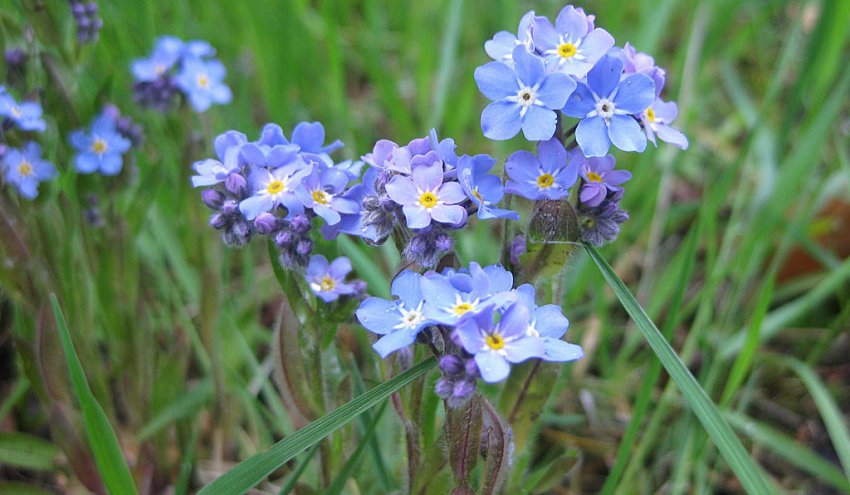 Myosotis sylvatica Myosotis sylvatica