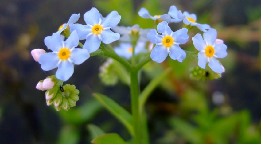 Myosotis scorpioides Myosotis scorpioides