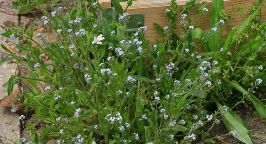 Myosotis arvensis Myosotis arvensis