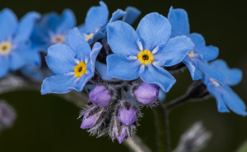 Myosotis alpestris Myosotis alpestris