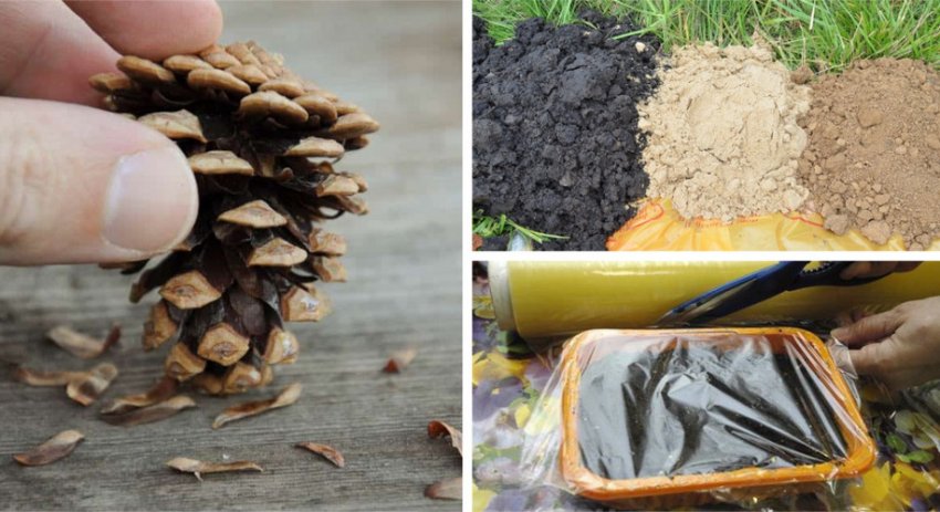 Посадка насіння в горщик