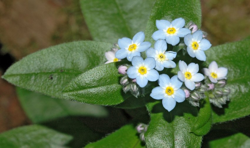 Myosotis latifolia Myosotis latifolia