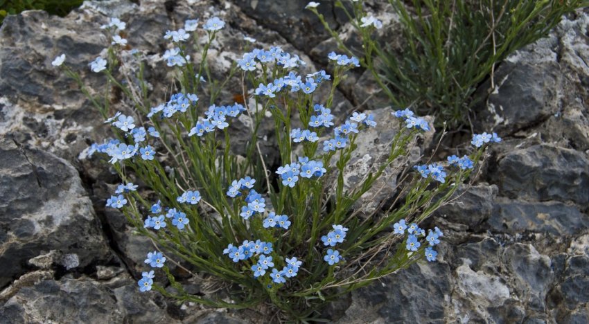 Myosotis rupestris Myosotis rupestris