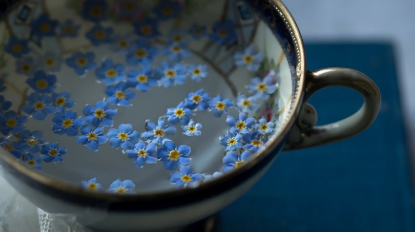 Лікувальні властивості незабудки Лікувальні властивості незабудки