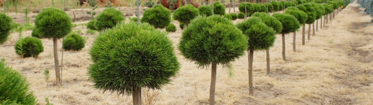 Опис і застосування штамбової сосни