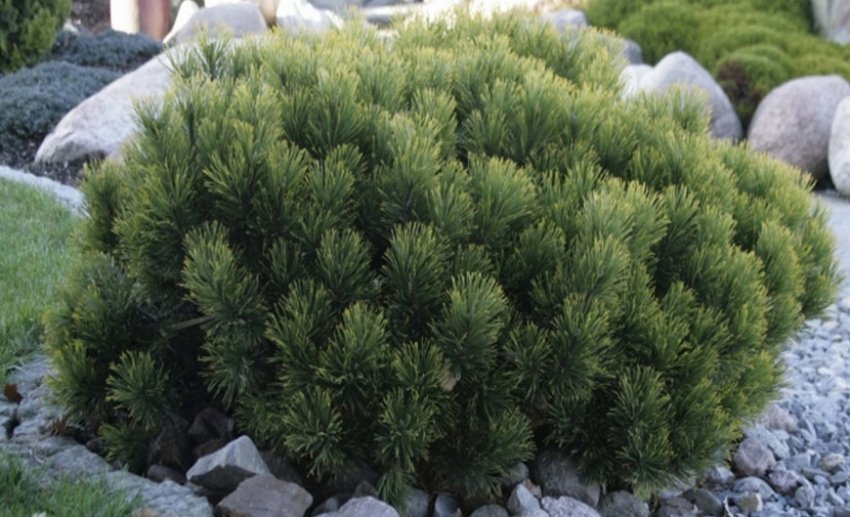 Гірська сосна Мопс