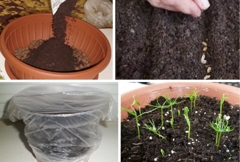 Как выращивать ель из семян в домашних условиях?