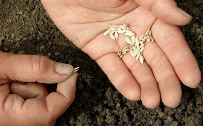 Посів насіння огірків на розсаду Посів насіння огірків на розсаду