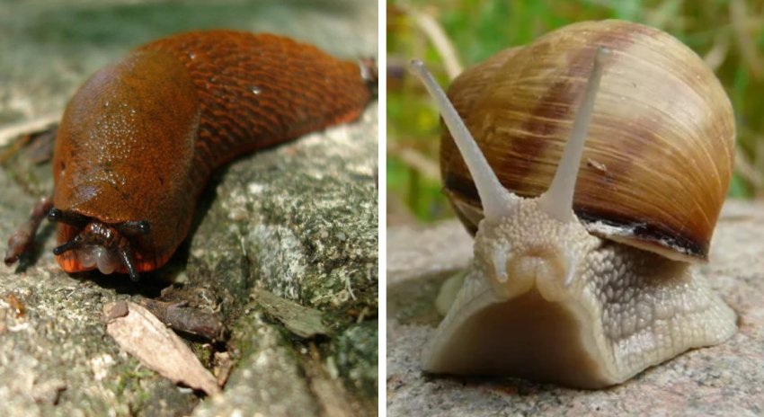 Slug і равлик Slug і равлик