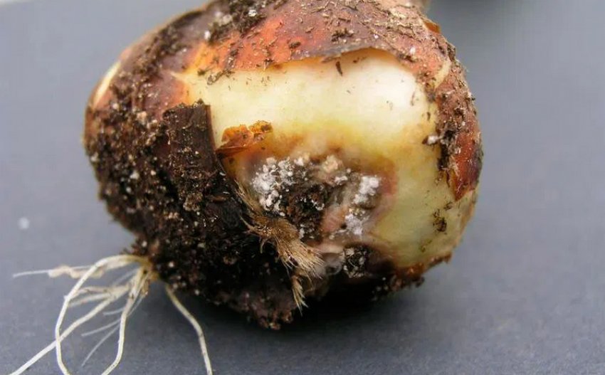 Гниль крокусів