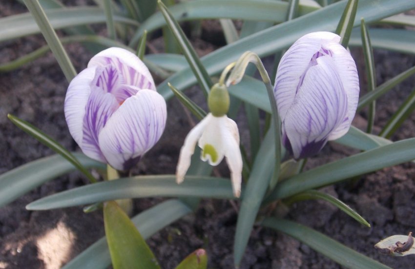 Хворий крокус