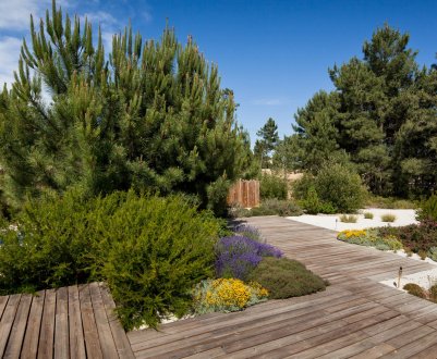 Застосування сосен в ландшафтному дизайні ділянки