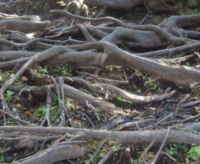 Особливості кореневої системи ялини