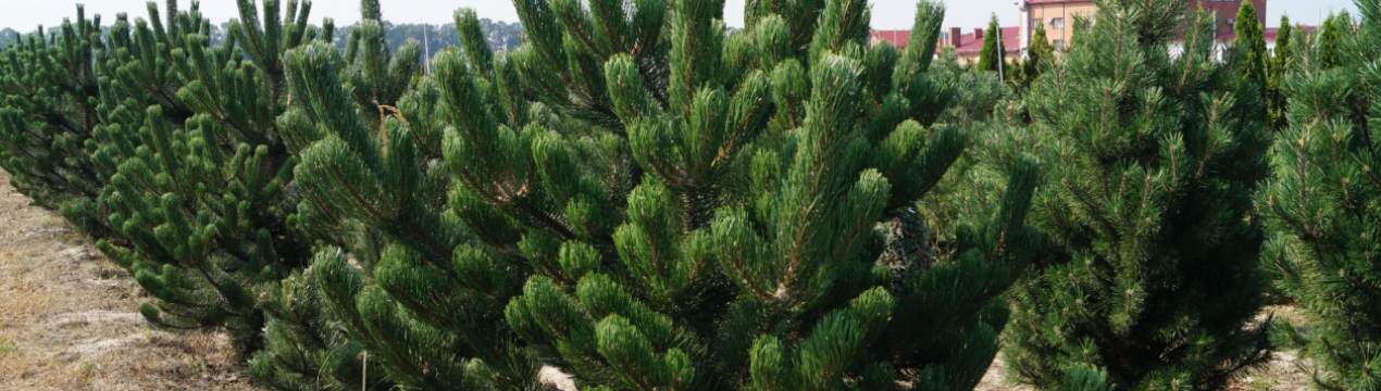 Характеристики чорної сосни Орегон Грін