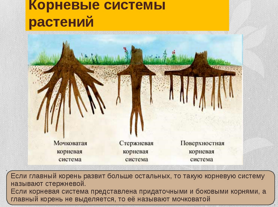 К какому классу относится корневая система. Ель обыкновенная корневая система. Тип корневой системы сосны. Корневая система сосны схема. Корневая система сосны обыкновенной