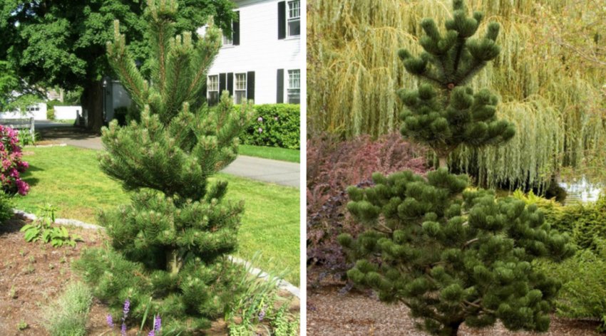 Сосна чорна Орегон Грін в ландшафтному дизайні Сосна чорна Орегон Грін в ландшафтному дизайні