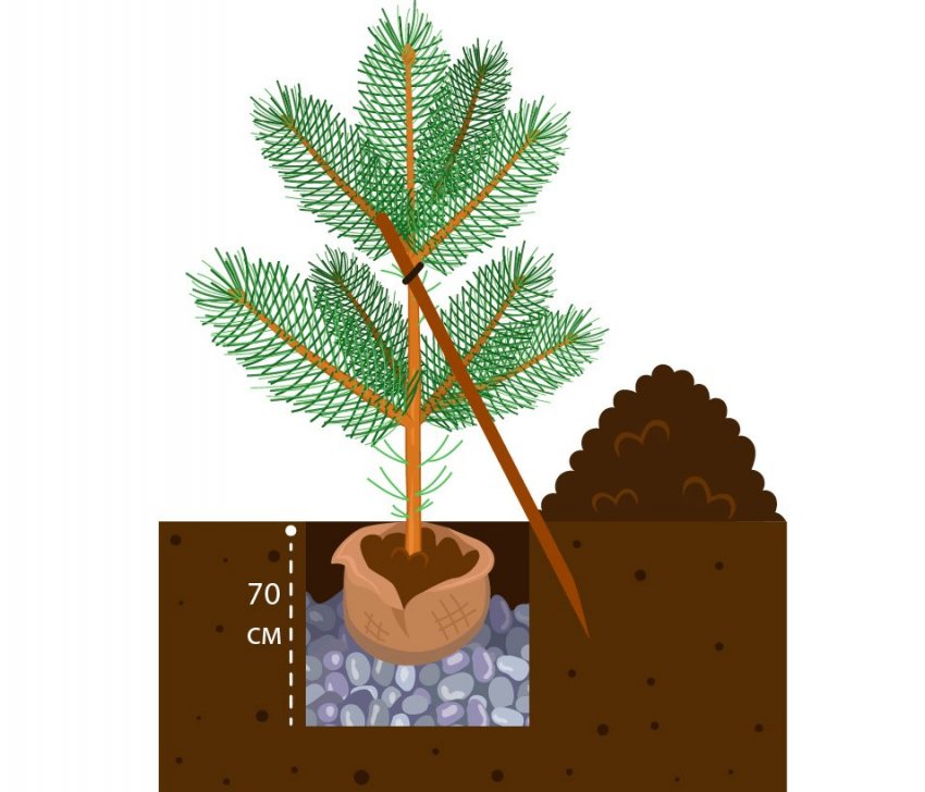 Схема посадки сосни Схема посадки сосни