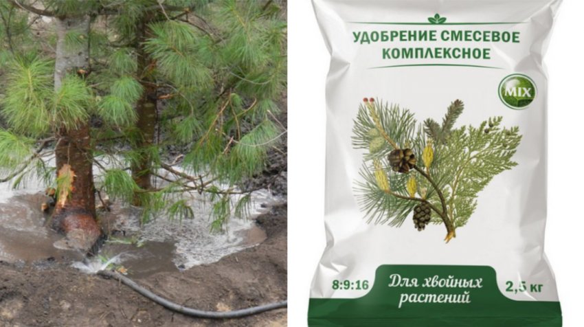 Догляд за сосною Догляд за сосною