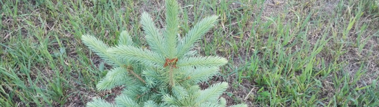 Опис, посадка і догляд за ялиною Кейбаб