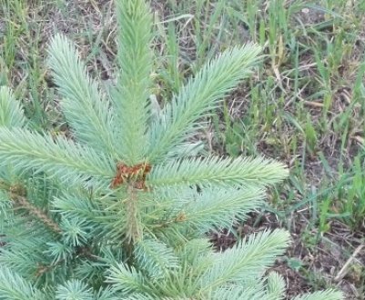 Опис, посадка і догляд за ялиною Кейбаб