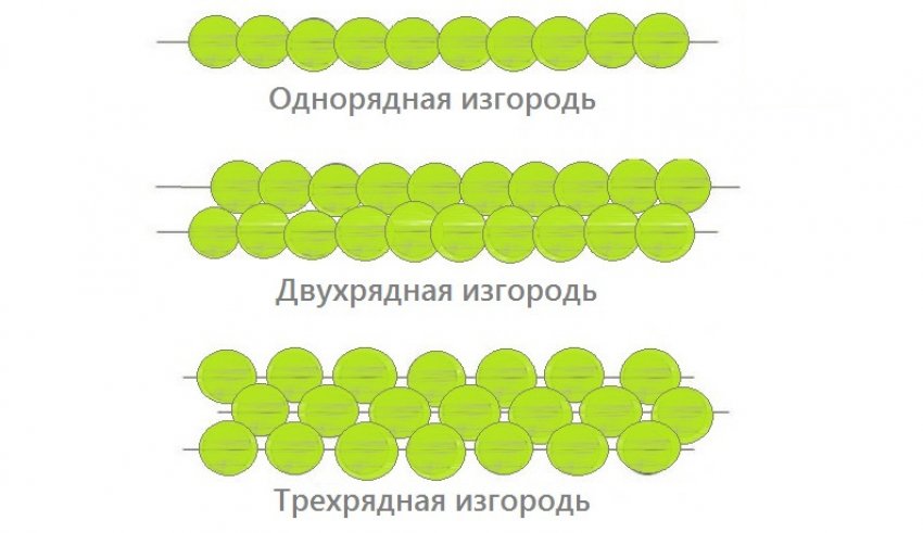 Типы живой изгороди