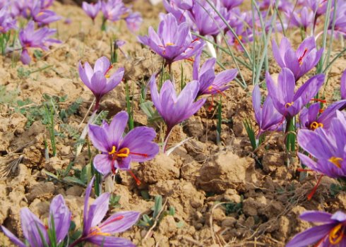 Як садити і вирощувати крокуси будинку