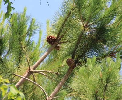 Підгодівля сосни для гарного росту