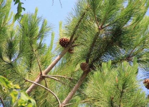 Підгодівля сосни для гарного росту