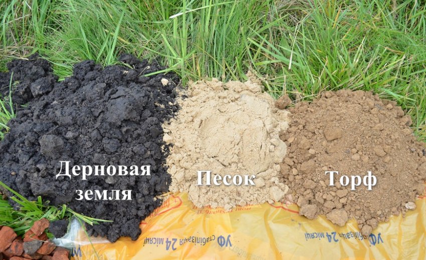 Чем подкормить сосну после пересадки весной. Смотреть фото Чем подкормить сосну после пересадки весной. Смотреть картинку Чем подкормить сосну после пересадки весной. Картинка про Чем подкормить сосну после пересадки весной. Фото Чем подкормить сосну после пересадки весной