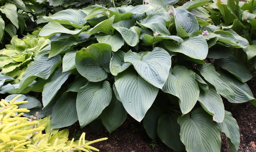 Рослина хоста Рослина хоста