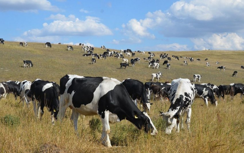 Голландська порода корів