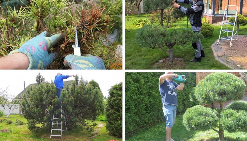 Обрізка і формування сосен Обрізка і формування сосен