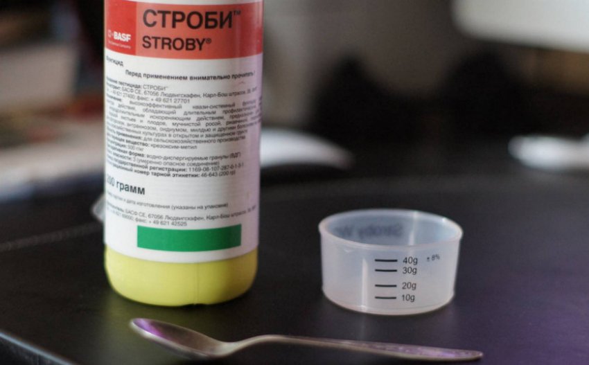 Чем подкормить сосну после пересадки весной. Смотреть фото Чем подкормить сосну после пересадки весной. Смотреть картинку Чем подкормить сосну после пересадки весной. Картинка про Чем подкормить сосну после пересадки весной. Фото Чем подкормить сосну после пересадки весной