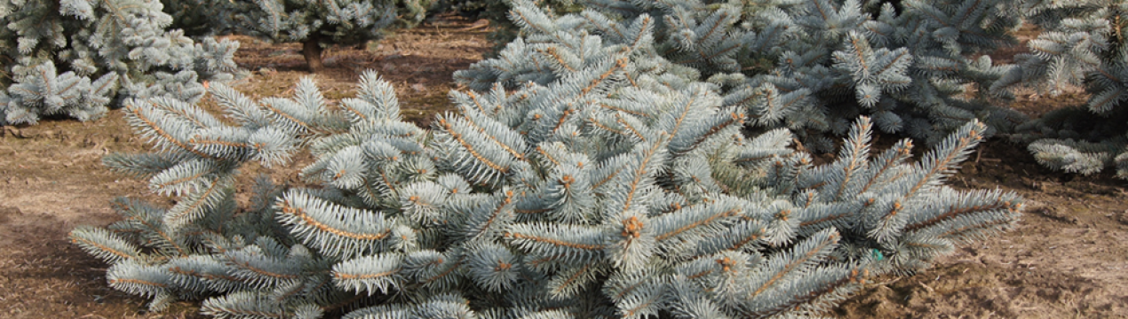Ялина колюча Глаука Пендула: опис, посадка і догляд