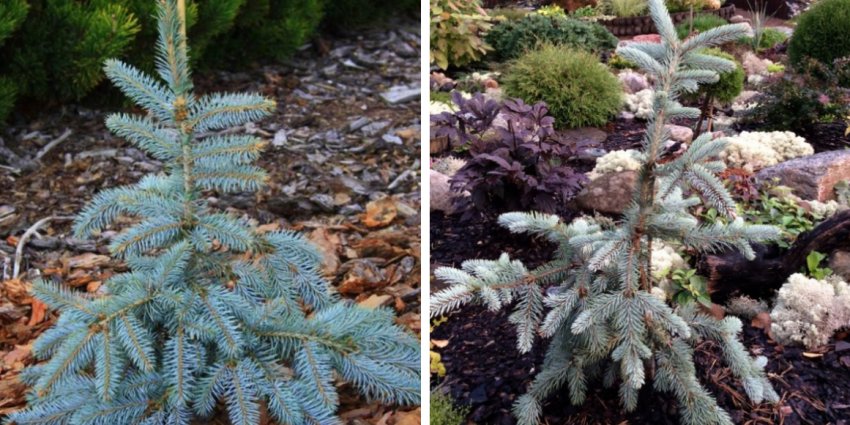 Ялина Аргентеа Пендула