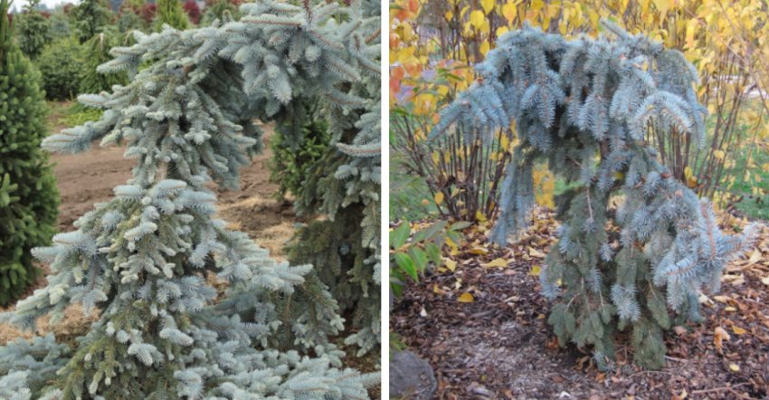 Ялина колюча Глаука Пендула Слендерина