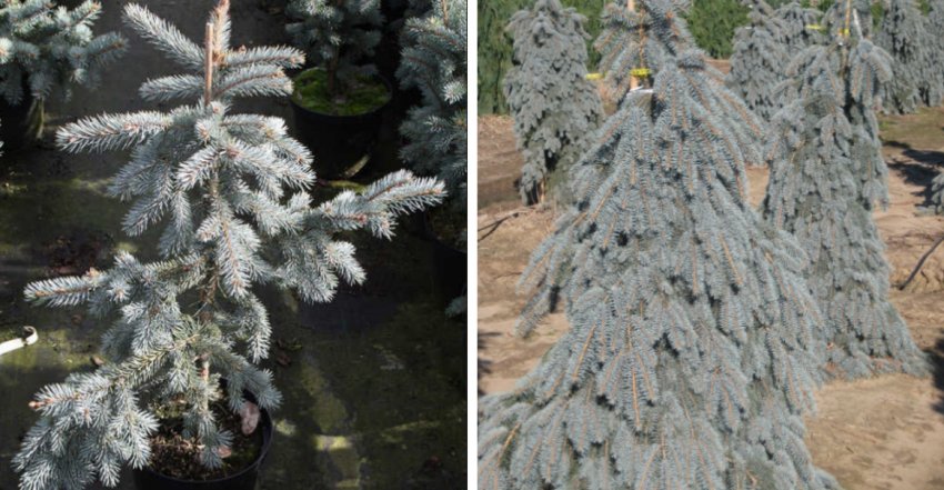 Ялина колюча Пендула Войславице