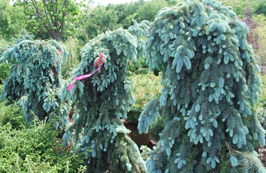 Ялина колюча Зе Блюз Пендула