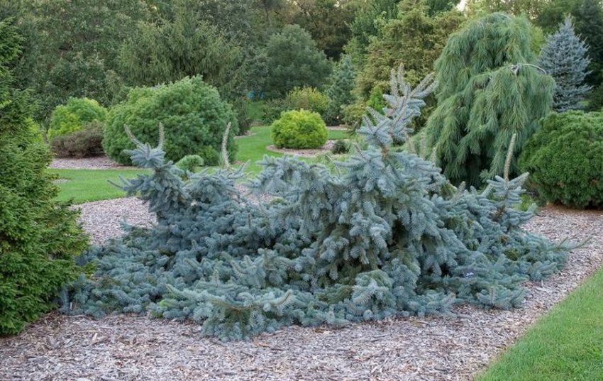 Ялина в ландшафтному дизайні