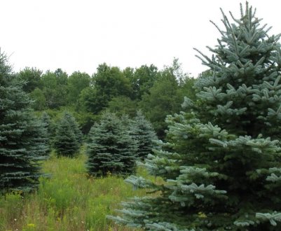 Фото і опис дерева ялини